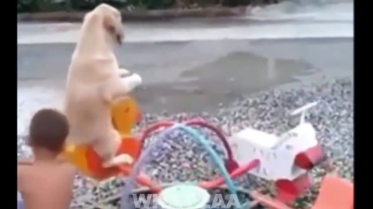 Thug life  - Ultimate Dogs Thug Life compilation | Funny Videos 2015