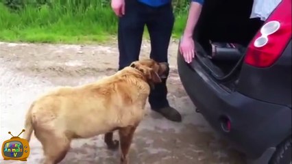 Funny Dogs - Funny Dog Fails - Funny Dogs Compilation - Funny Animals Compilation