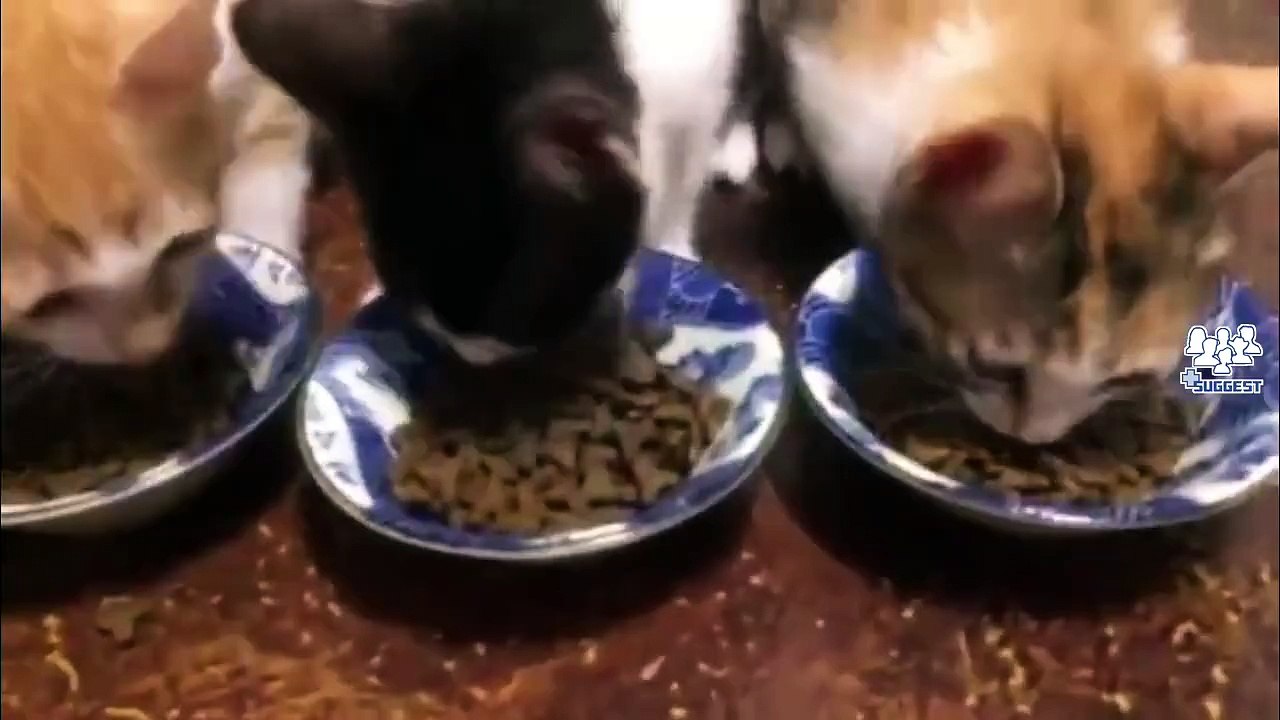 Eating contest!!