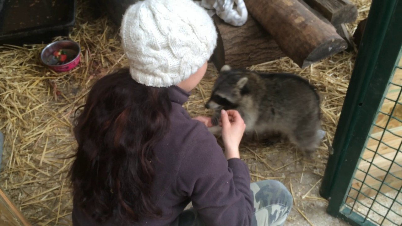 Un raton laveur au parc des félins de Saint-Léger-en-Bray