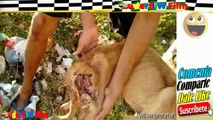 El video mas triste con final feliz - Perro abandonado vive en la basura PARTE 4