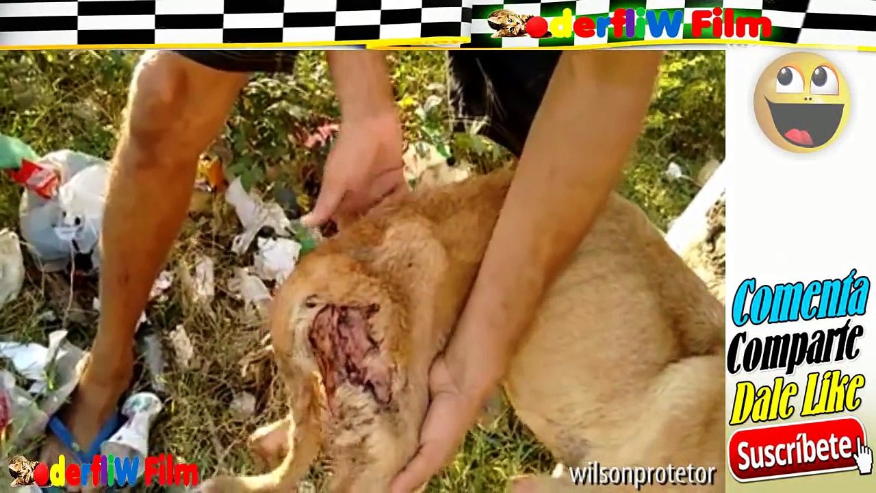 El video mas triste con final feliz - Perro abandonado vive en la basura PARTE 4