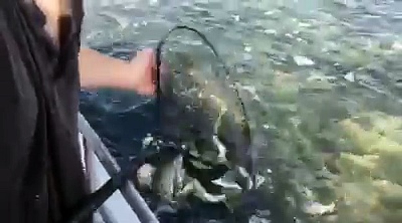 Kıyıya vuran balıkları kepçeyle çekiyorlar Harika bişey bu