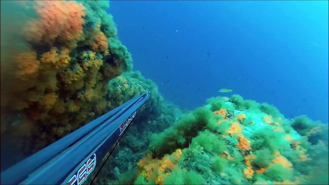 chasse sous marine, agachon