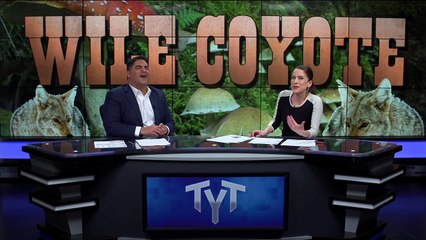 Mushroom Tripping Coyotes Attacking Cars