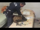 Ragusa - Il fiuto del cane-poliziotto fa trovare droga nel centro migranti (25.03.16)