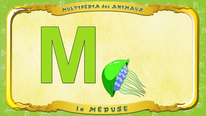 Multipédia des animaux. La lettre M la Méduse