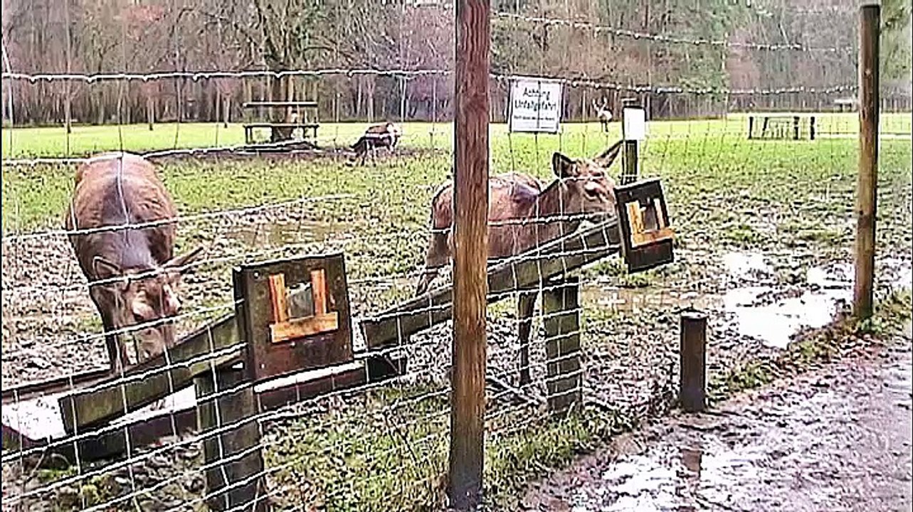 Wildpark Bonn Venusberg Waldau