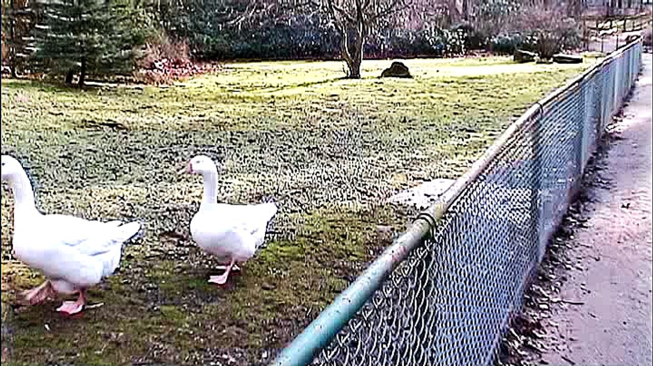 Wildpark Tannenbusch Dormagen Vögel