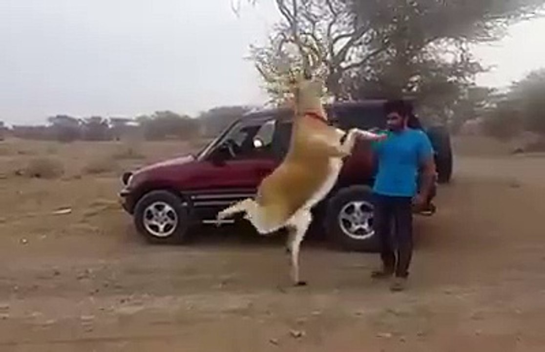 funny animal dance