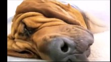 snorring animals / ζωα που...ροχαλιζουν