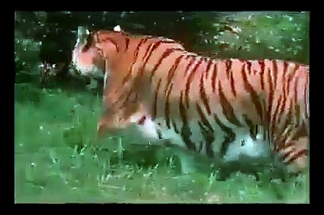How to catch a tiger