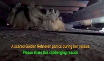 A scared Golden Retriever panics during her rescue. Her reaction once she was saved is amazing
