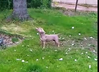 Ce chien fait des backflip
