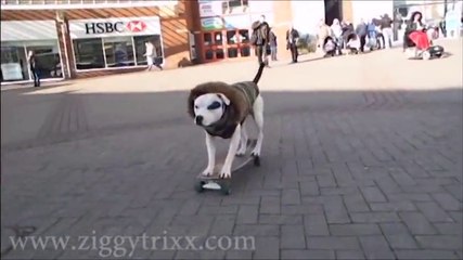 Dog Skating and Tricks