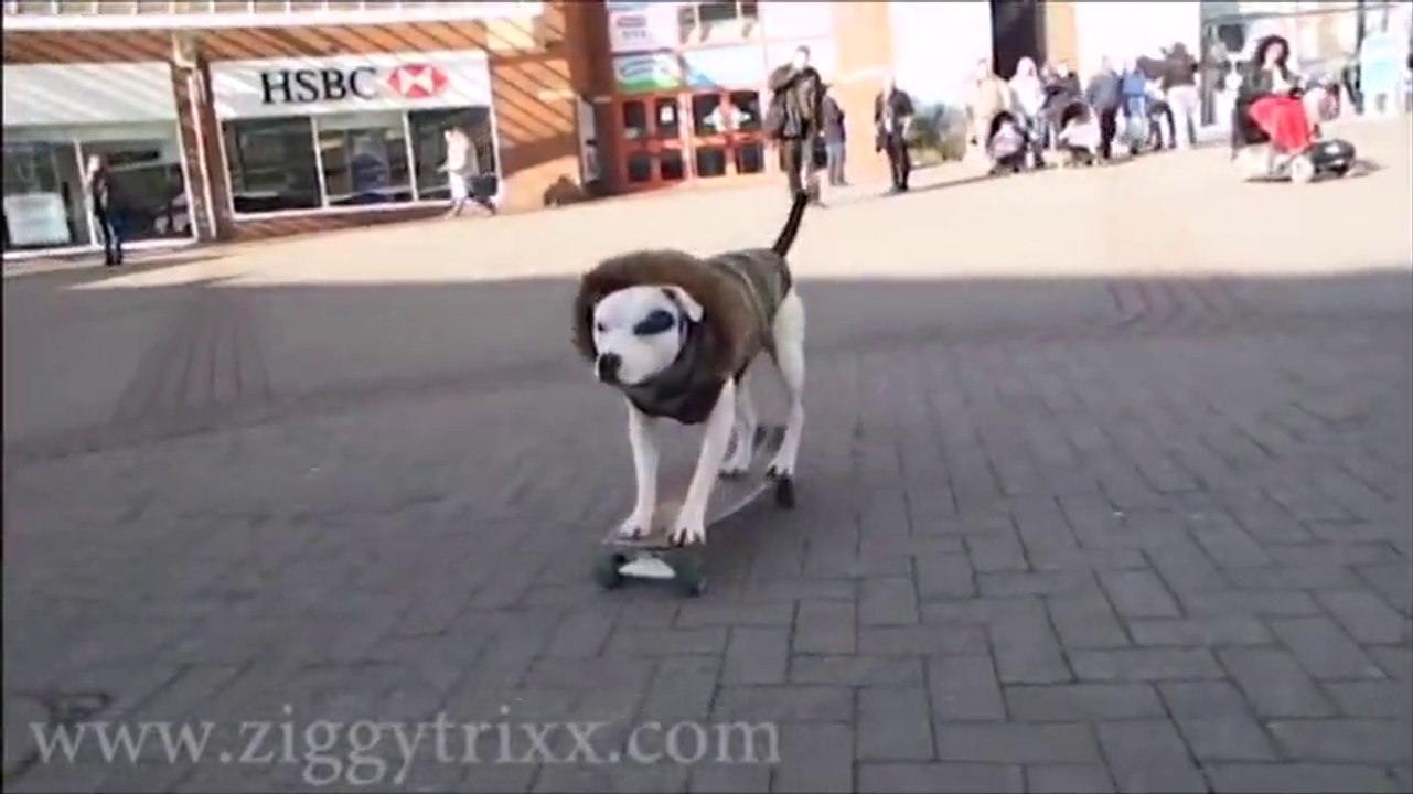 Dog Skating and Tricks