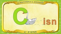 la Multipedia de animales. Letra C el Cisne