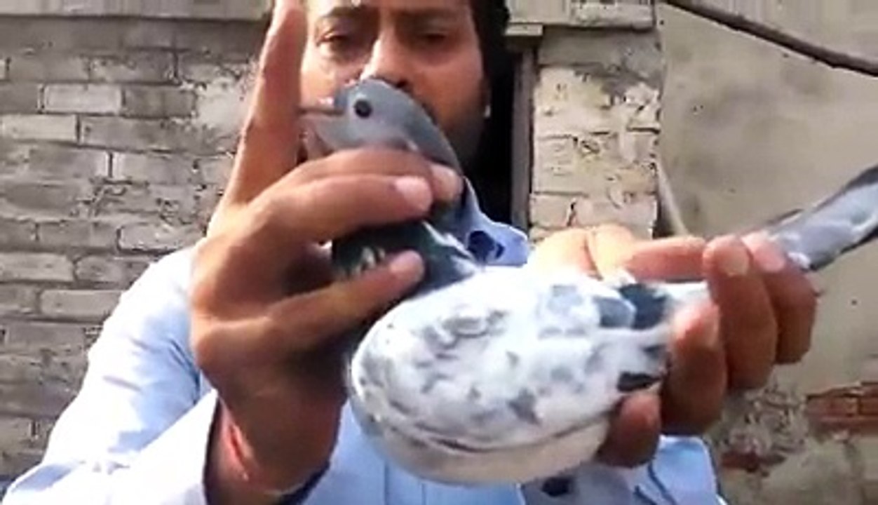 Hasan Chima Saad K Kabootar