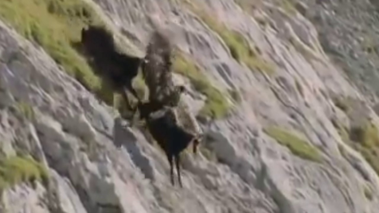Eagle Vs Goat