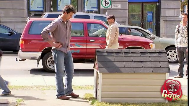 Cute Puppies Galore!