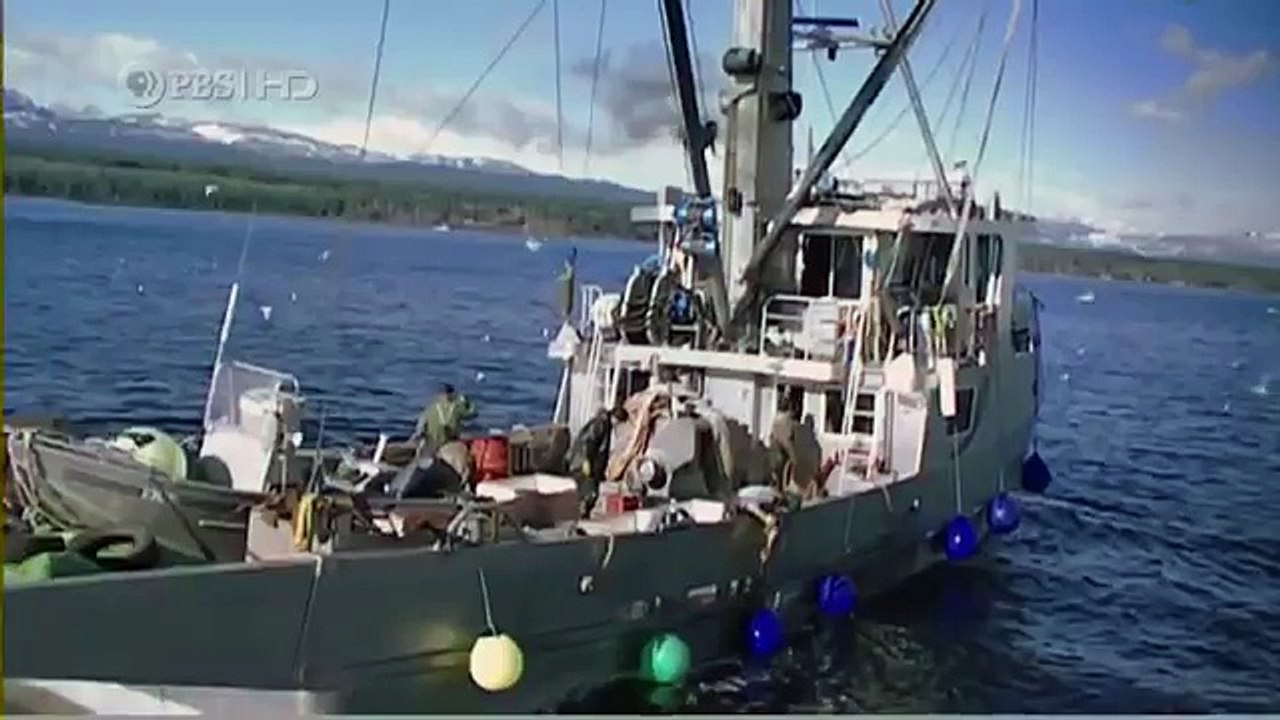 Habitat of the Orca Killer Whales & Sea Creatures 37