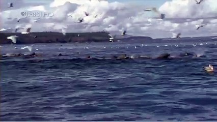 Habitat of the Orca Killer Whales & Sea Creatures 62