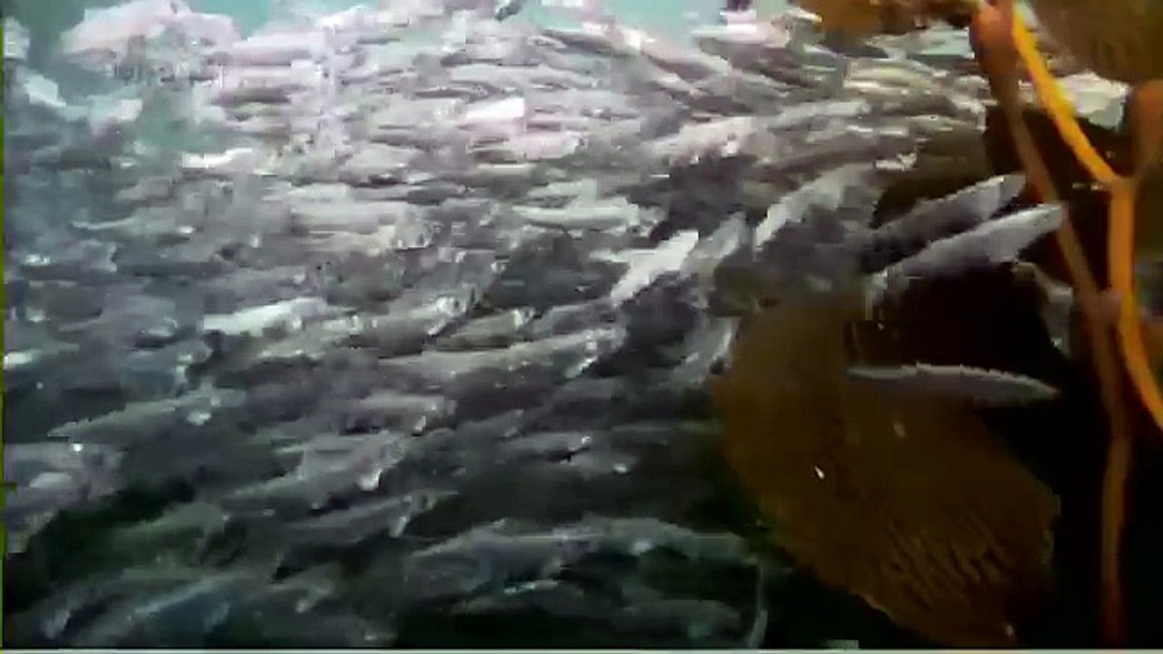 Habitat of the Orca Killer Whales & Sea Creatures 64