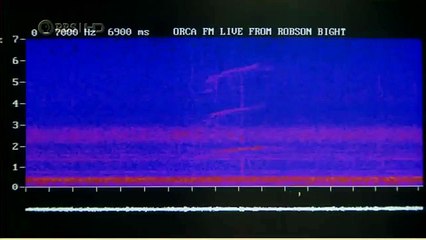 Habitat of the Orca Killer Whales & Sea Creatures 74