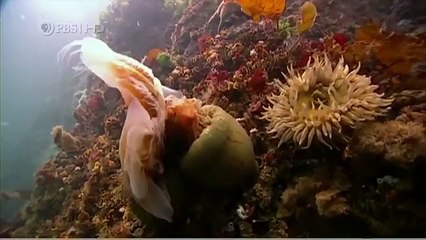 Habitat of the Orca Killer Whales & Sea Creatures 82