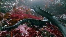 Habitat of the Orca Killer Whales & Sea Creatures 89