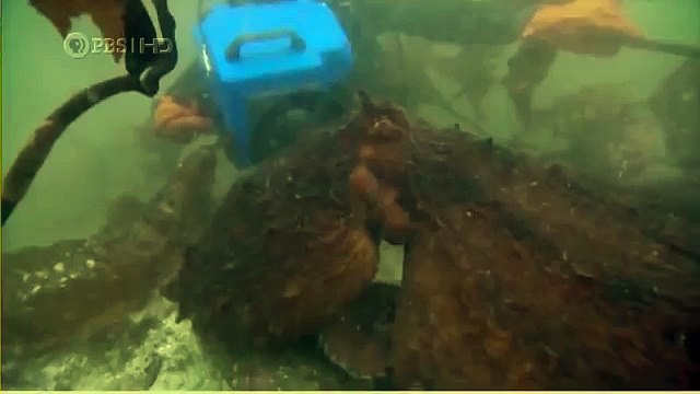 Habitat of the Orca Killer Whales & Sea Creatures 92