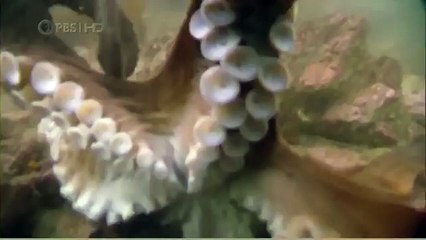 Habitat of the Orca Killer Whales & Sea Creatures 93