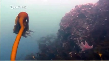 Habitat of the Orca Killer Whales & Sea Creatures 94