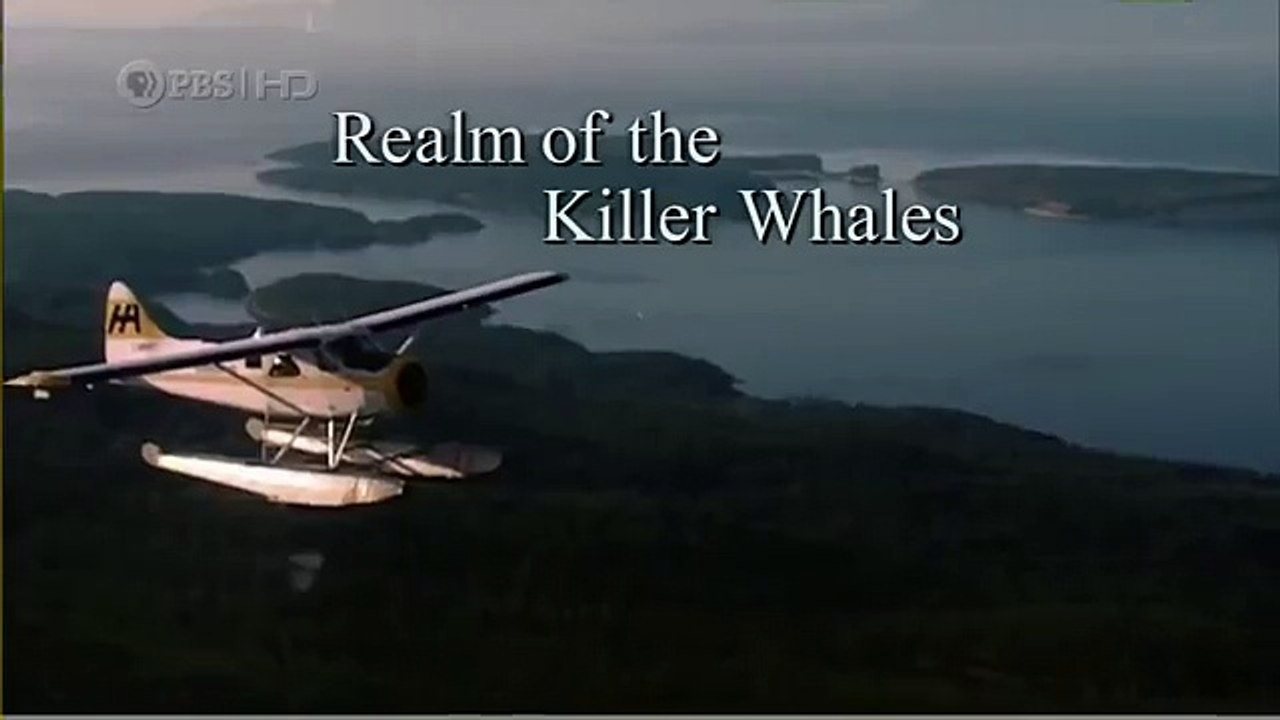 Habitat of the Orca Killer Whales & Sea Creatures 98