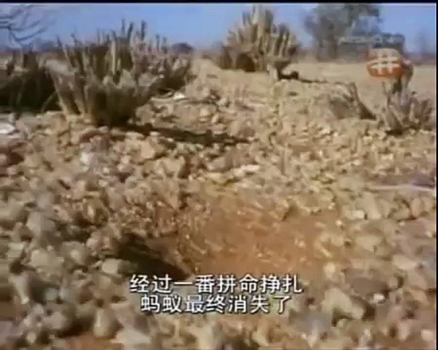 HIDDEN PREDATORS HUNTING19