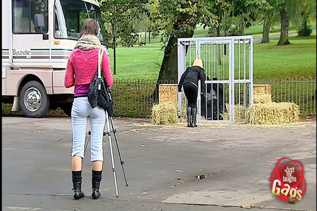 Gorilla Escapes From Cage!