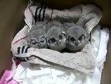 3 Orphan Baby Owls, So Adorable