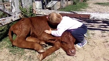 bacha cow say bht oyar kar raha hai must watch