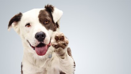 Qué significa soñar con perro - Sueño Significado