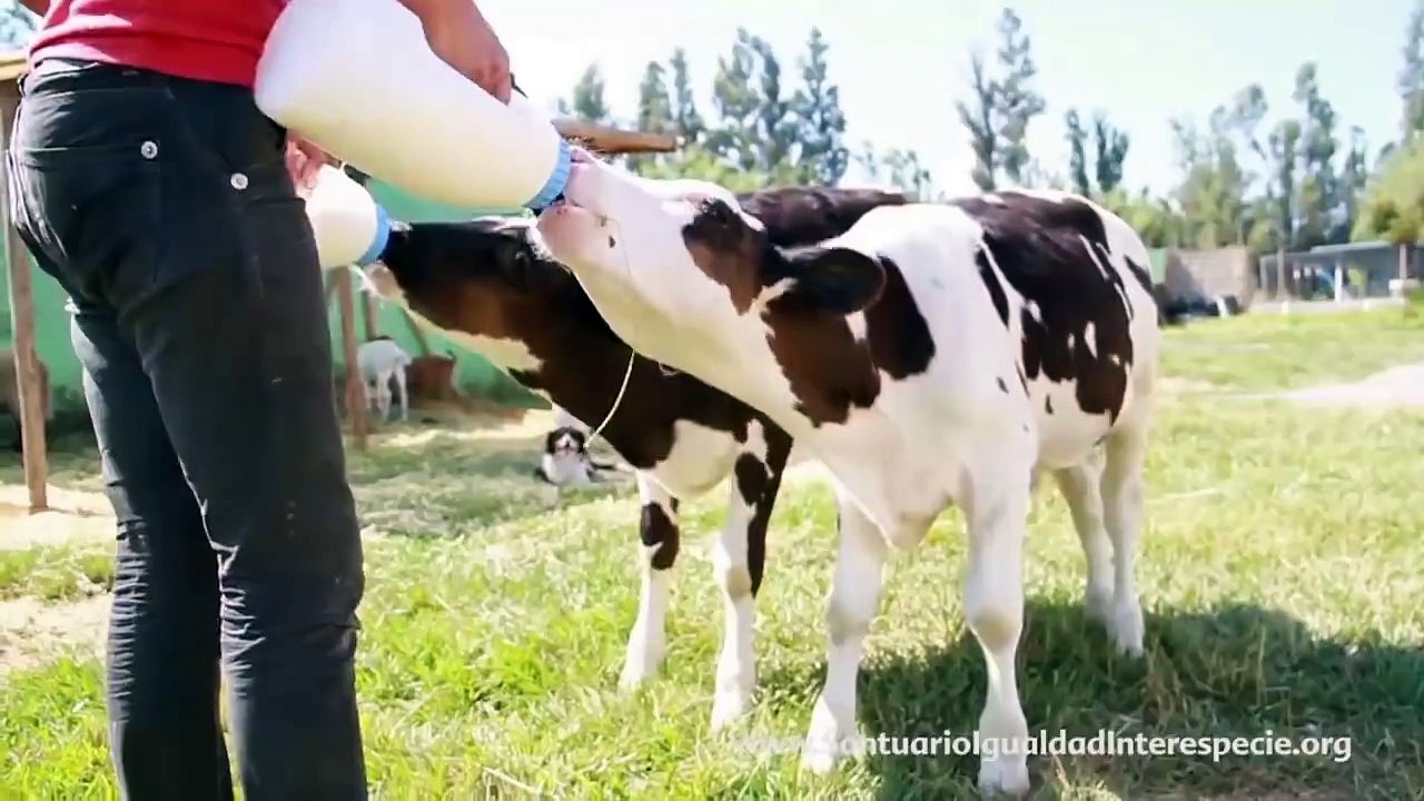 doodh piyo tow aisay