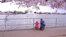 Cherry blossoms reach peak bloom