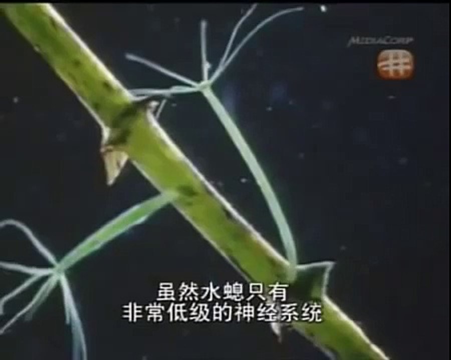 HIDDEN PREDATORS HUNTING38