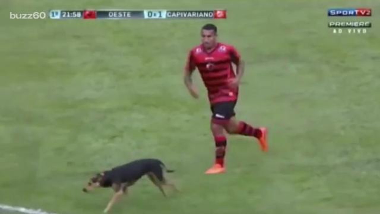 Dog runs onto field, interrupts professional so...