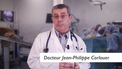 CONSEILS SANTÉ Chenilles processionnaires : Attention à vos chiens !