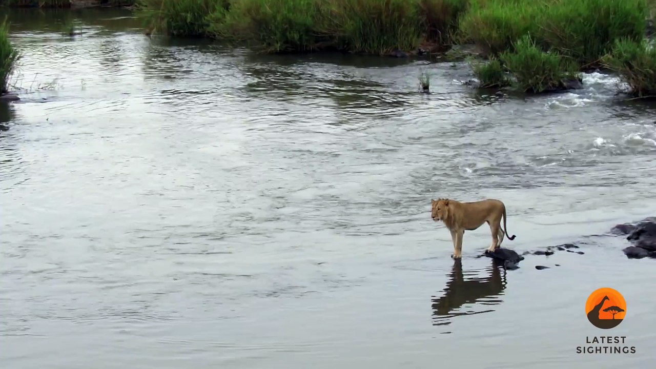 Crocodile Attacks a Male Lion - Latest Wildlife Sightings
