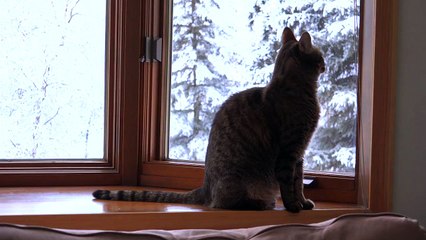 Cats That Don't Like Milk