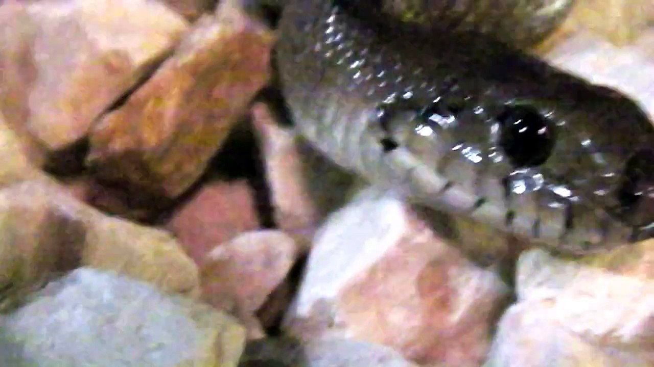 Snake attack - black cobra