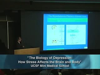 The Biology of Depression The Affects of Stress 15