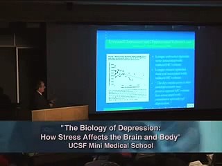 The Biology of Depression The Affects of Stress 21