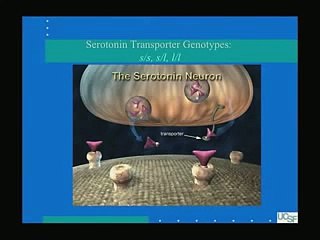 The Biology of Depression The Affects of Stress 22